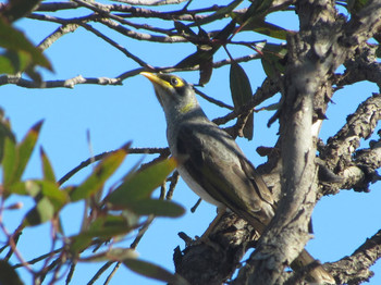 Yellow-throated Miner