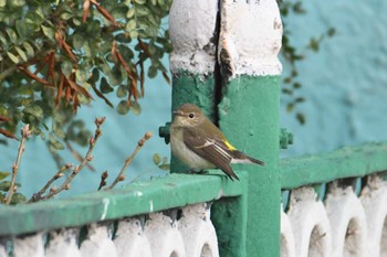 2023年8月23日(水) マンダルゴビの野鳥観察記録