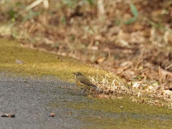 Red-flanked Bluetail 北杜市 Sun, 12/31/2023