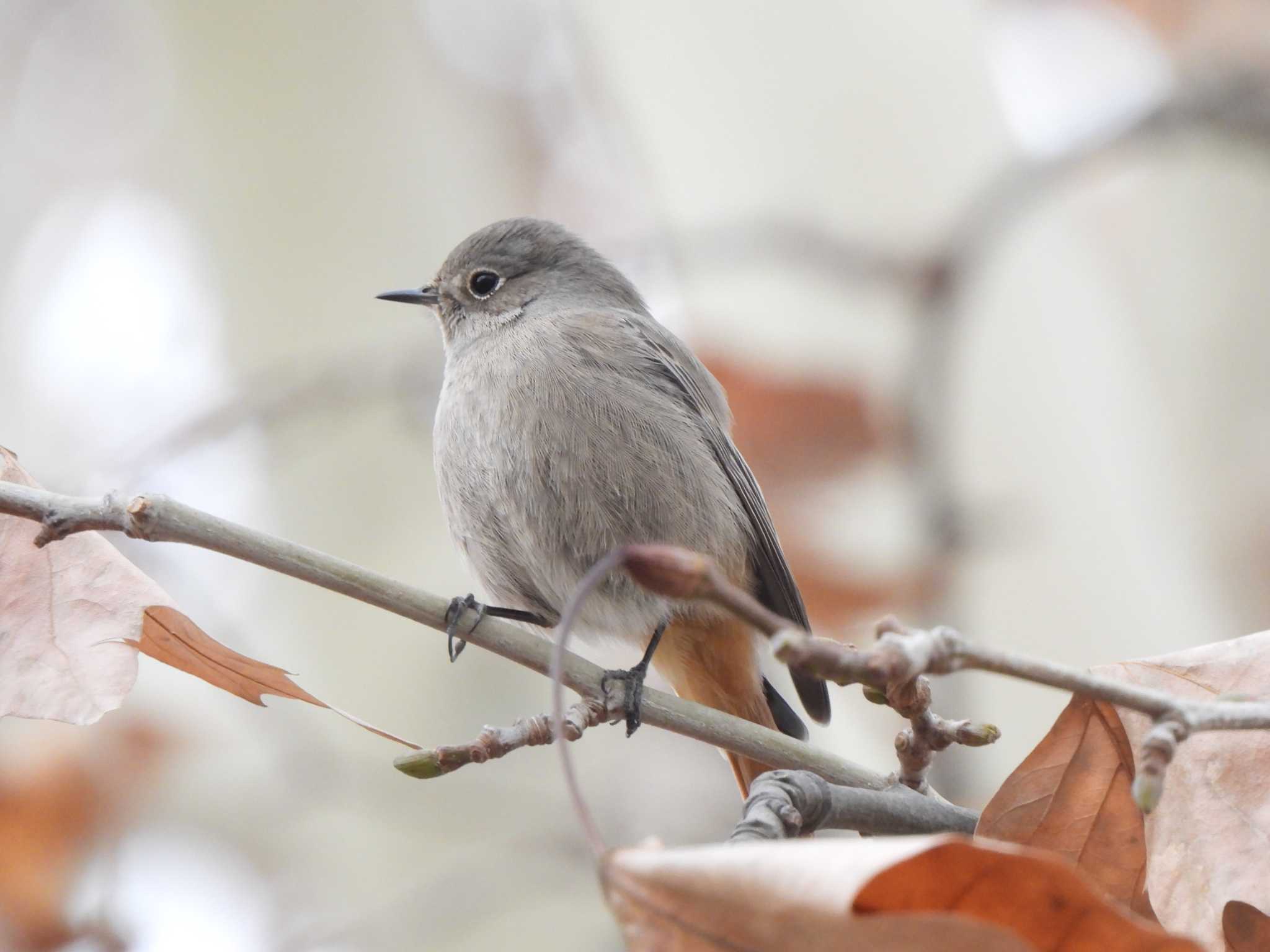 Black Redstart