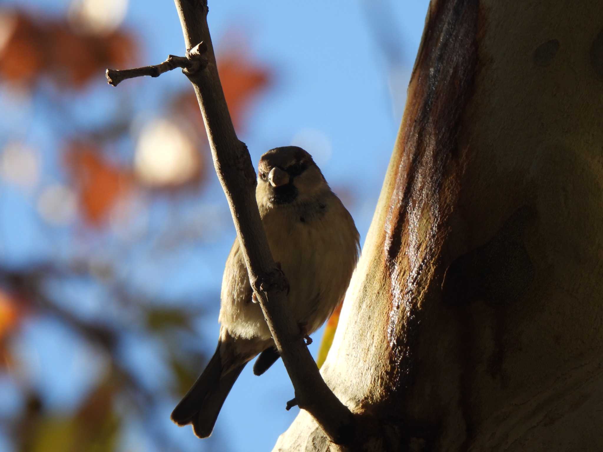 House Sparrow