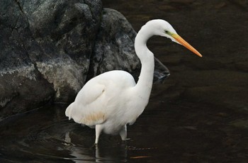 Great Egret Unknown Spots Unknown Date