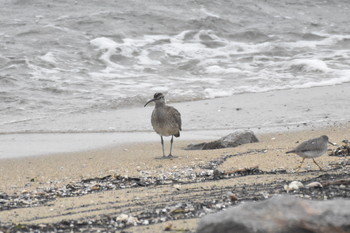 Eurasian Whimbrel Unknown Spots Thu, 9/20/2018