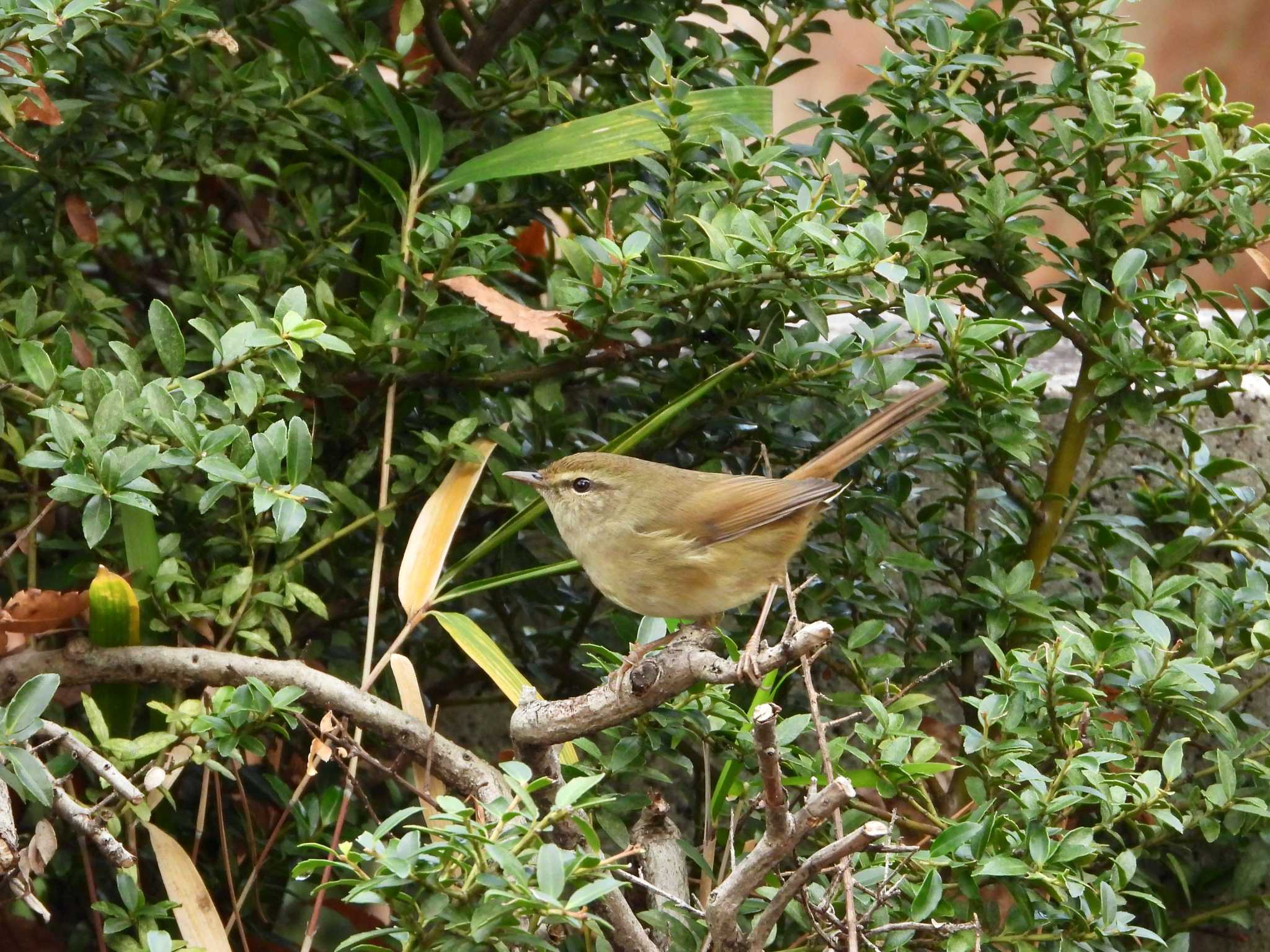 Photo of Japanese Bush Warbler at マイフィールドa by アオサ