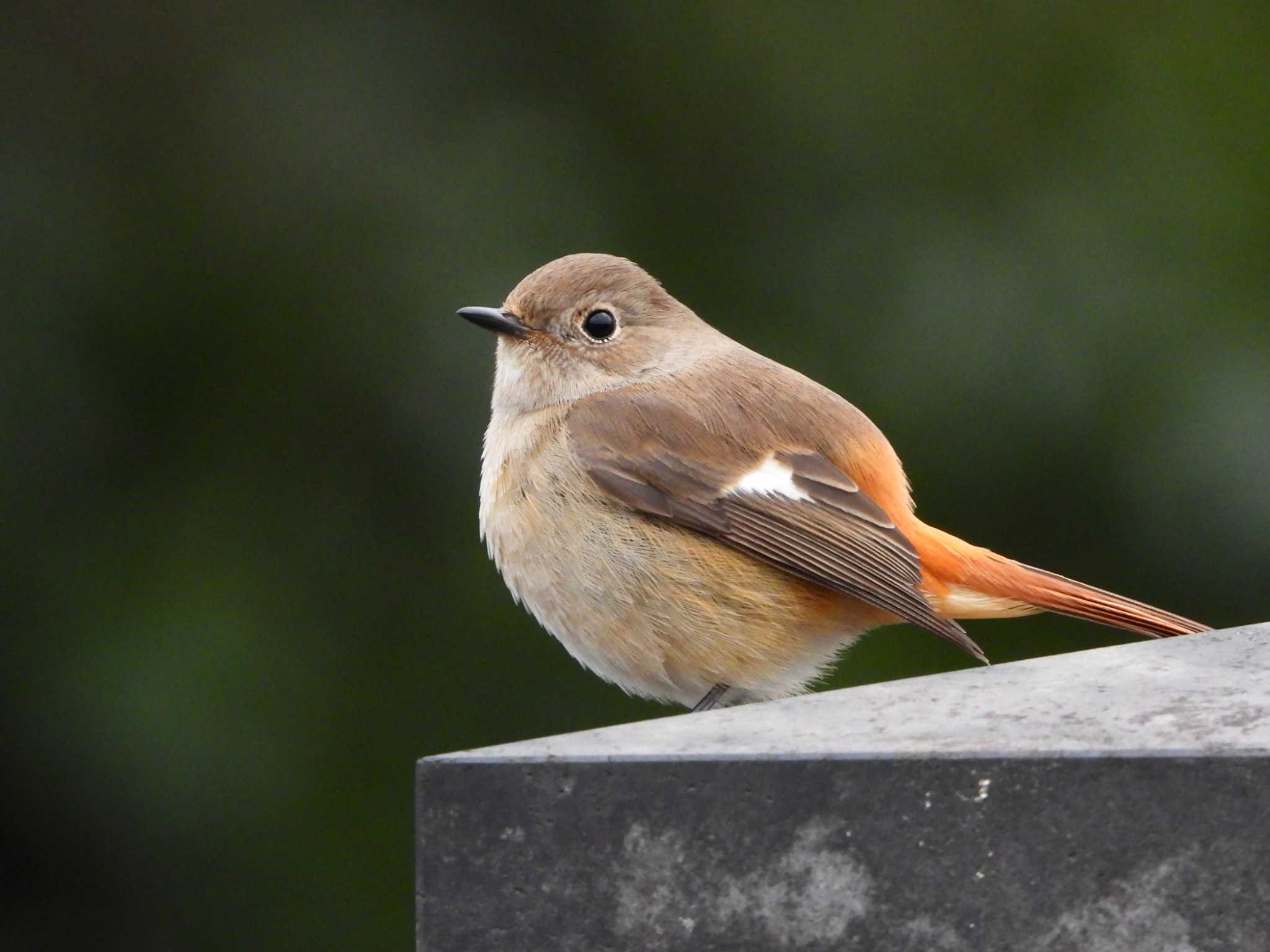 Daurian Redstart