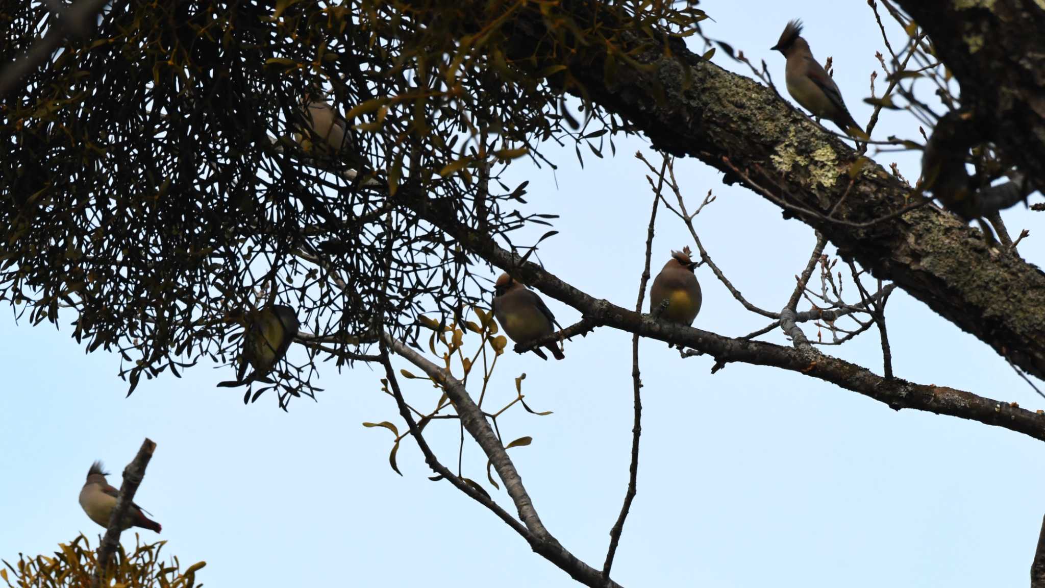 Photo of Japanese Waxwing at 八千穂高原 by ao1000