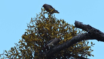 2023年12月31日(日) 八千穂高原の野鳥観察記録