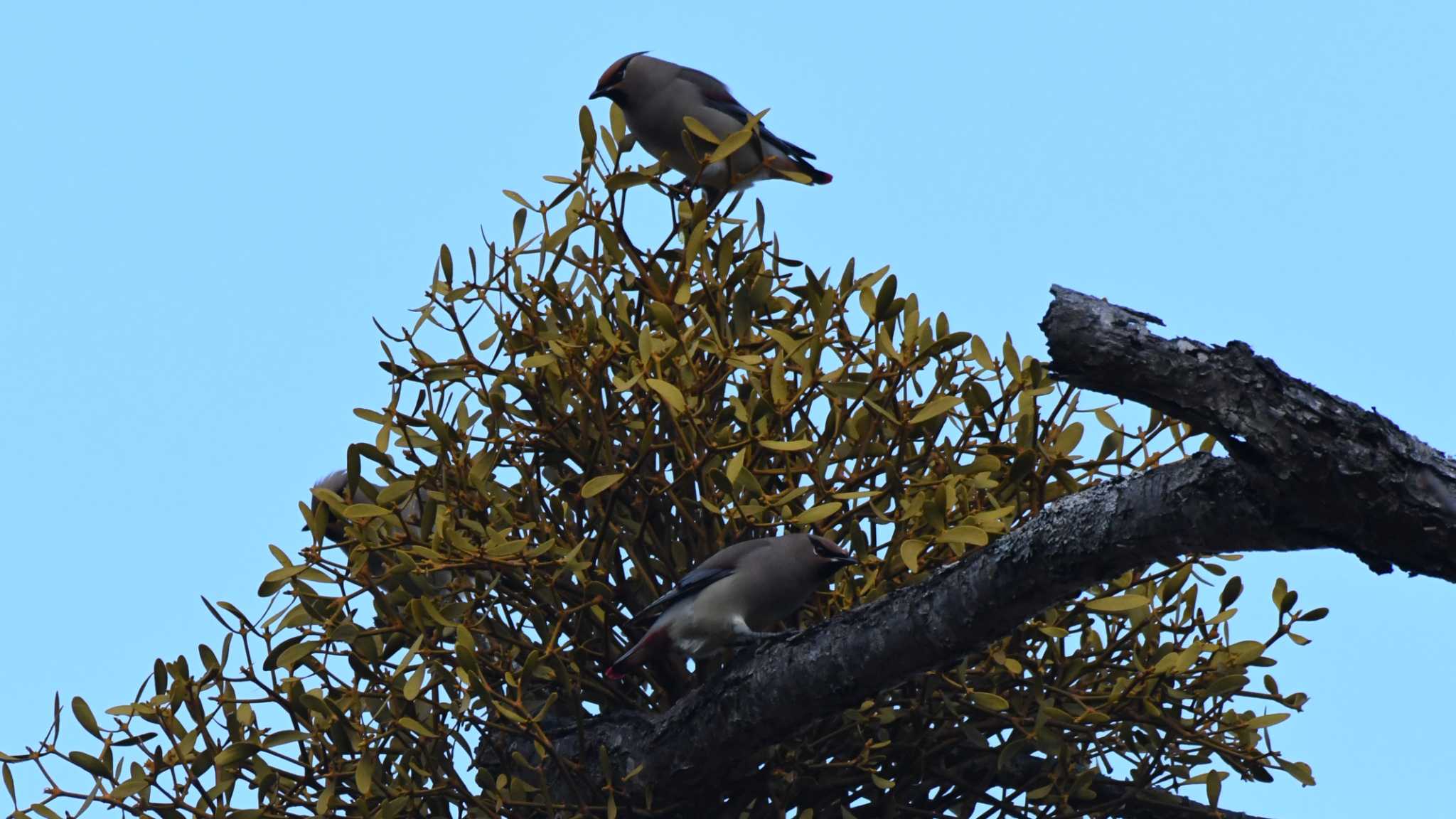 Japanese Waxwing