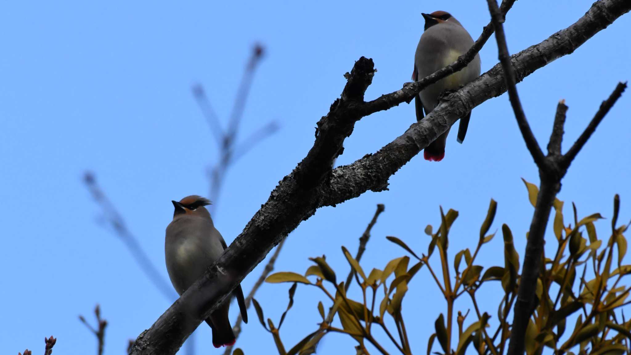 Japanese Waxwing