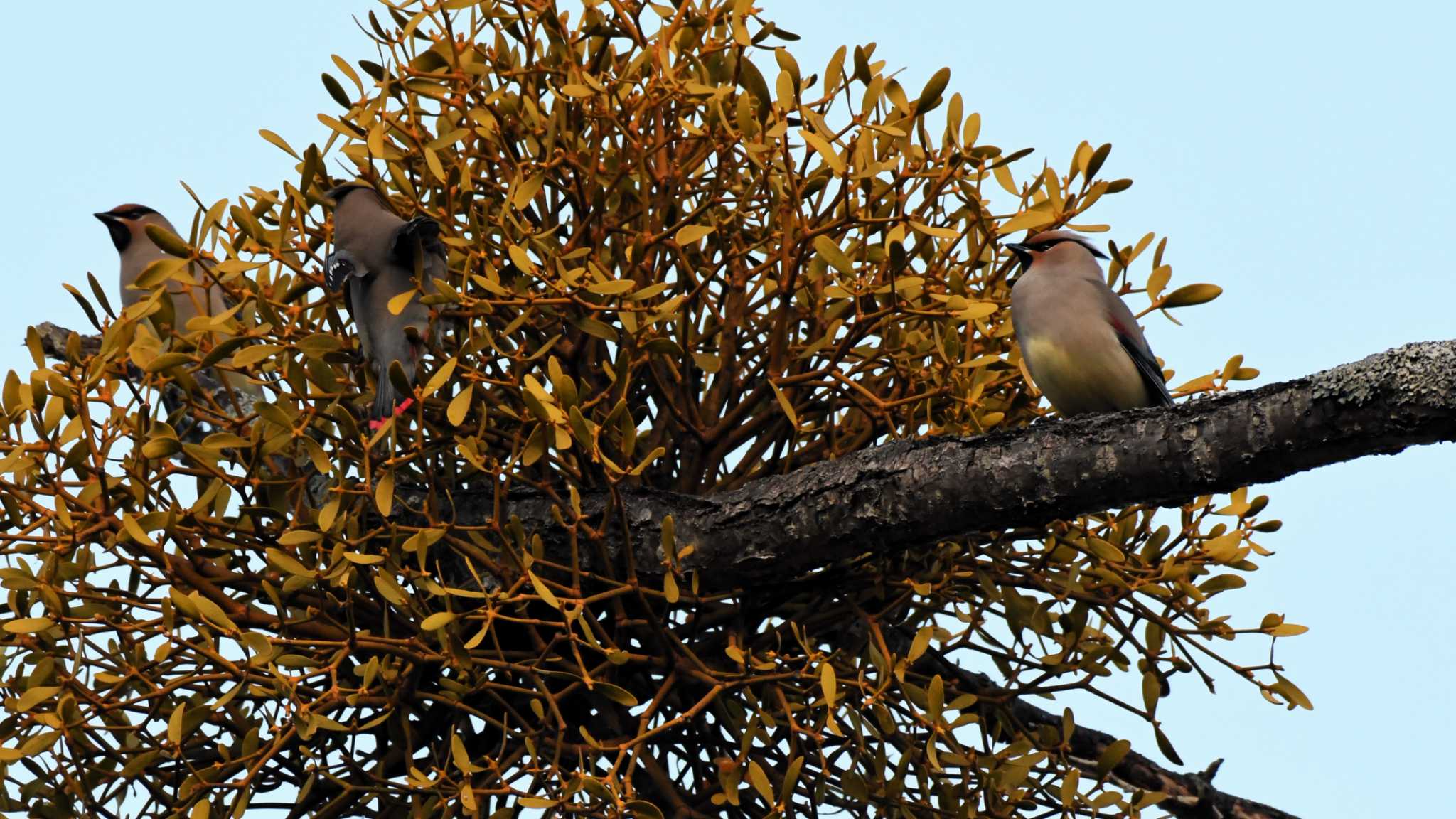 Japanese Waxwing