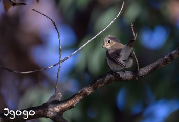 Red-breasted Flycatcher 埼玉県 Wed, 12/27/2023