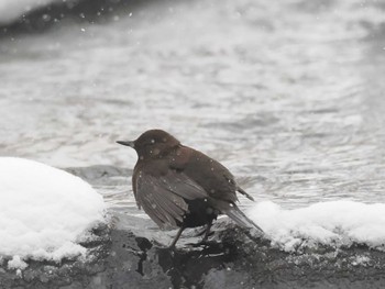 2023年12月31日(日) 左股川緑地(札幌市西区)の野鳥観察記録