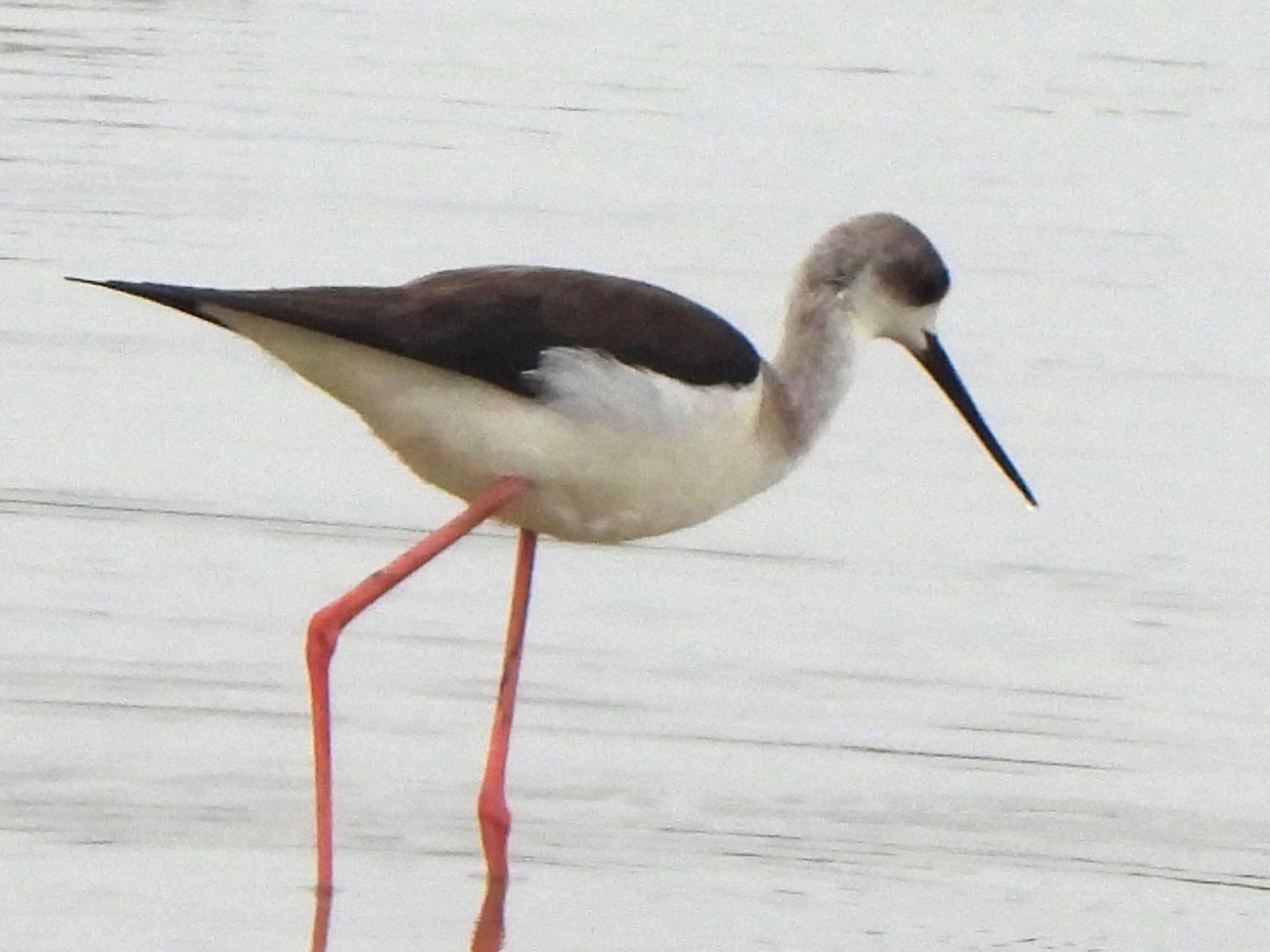 Black-winged Stilt