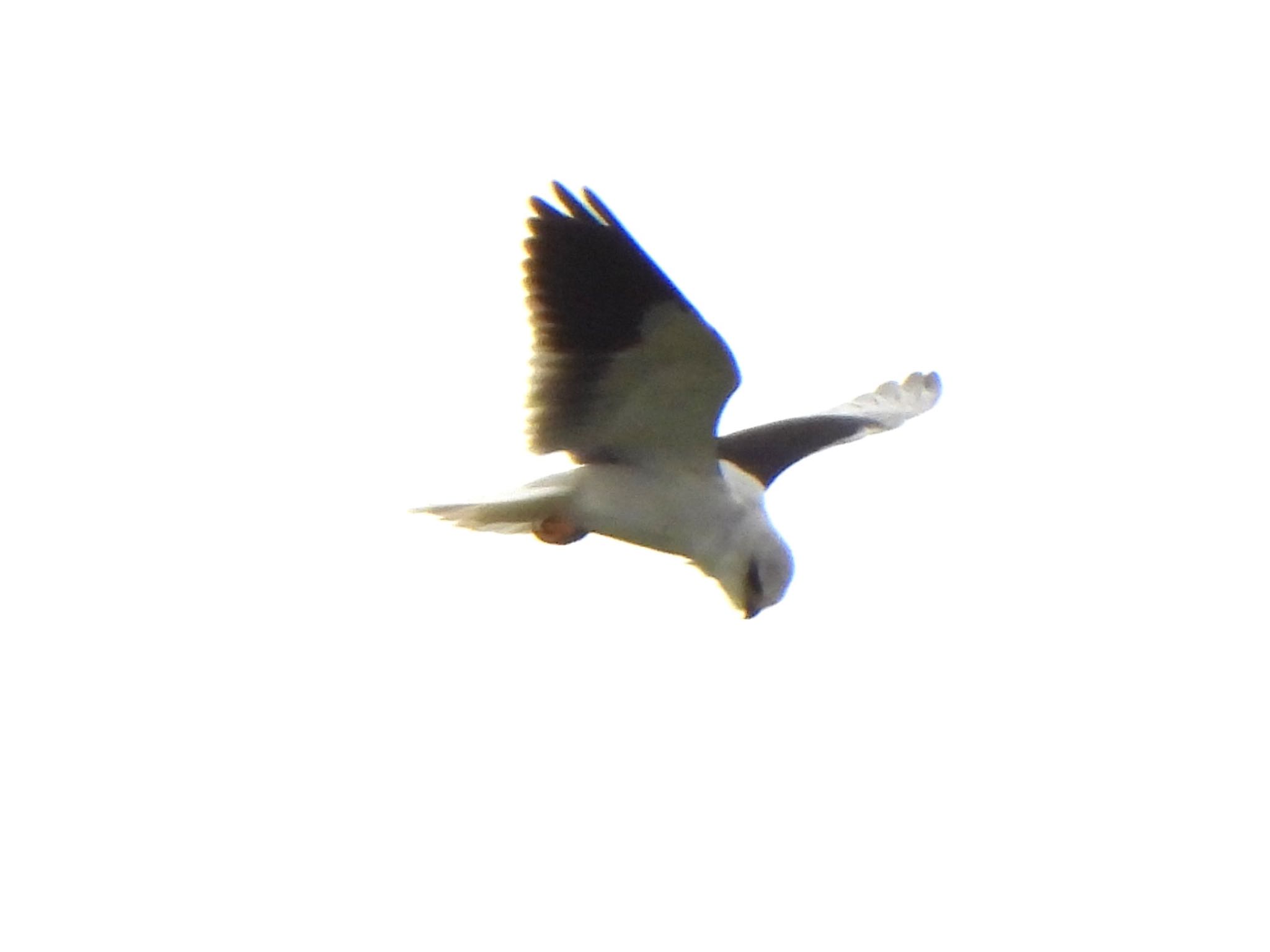 Photo of Black-winged Kite at Ishigaki Island by ツピ太郎