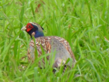 Common Pheasant Ishigaki Island Sat, 12/30/2023