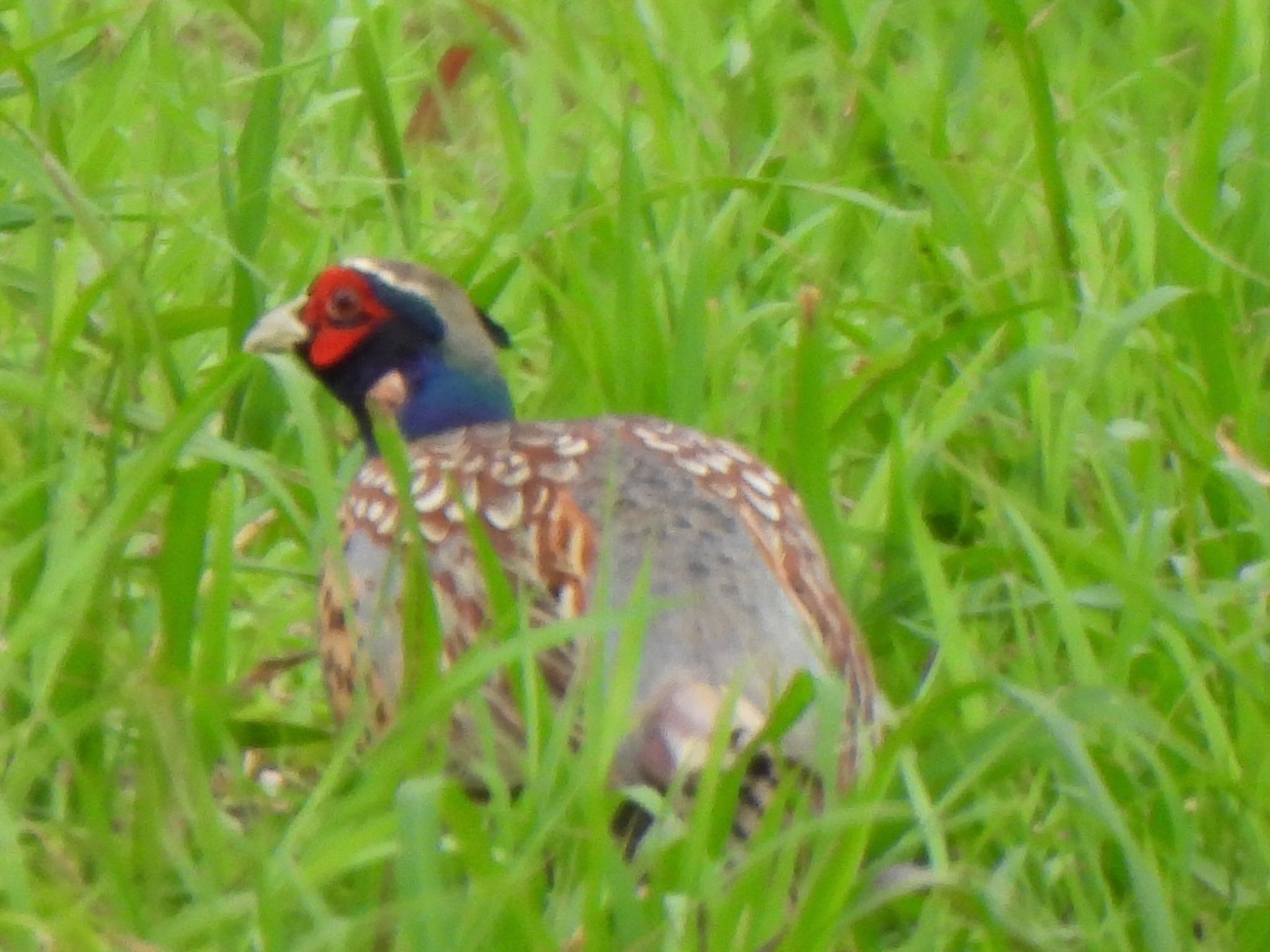 Common Pheasant