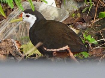 White-breasted Waterhen Ishigaki Island Sat, 12/30/2023