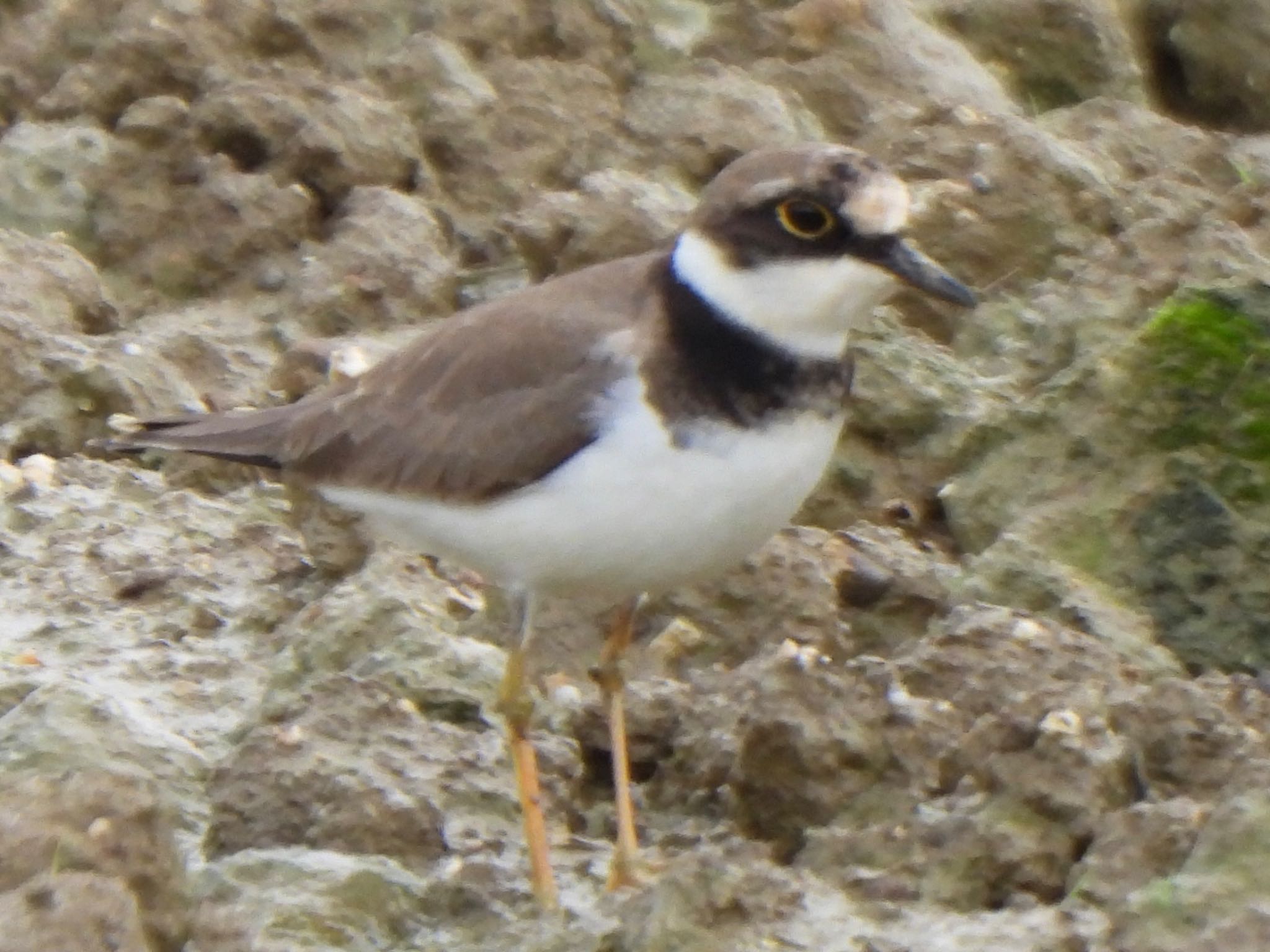 Little Ringed Plover