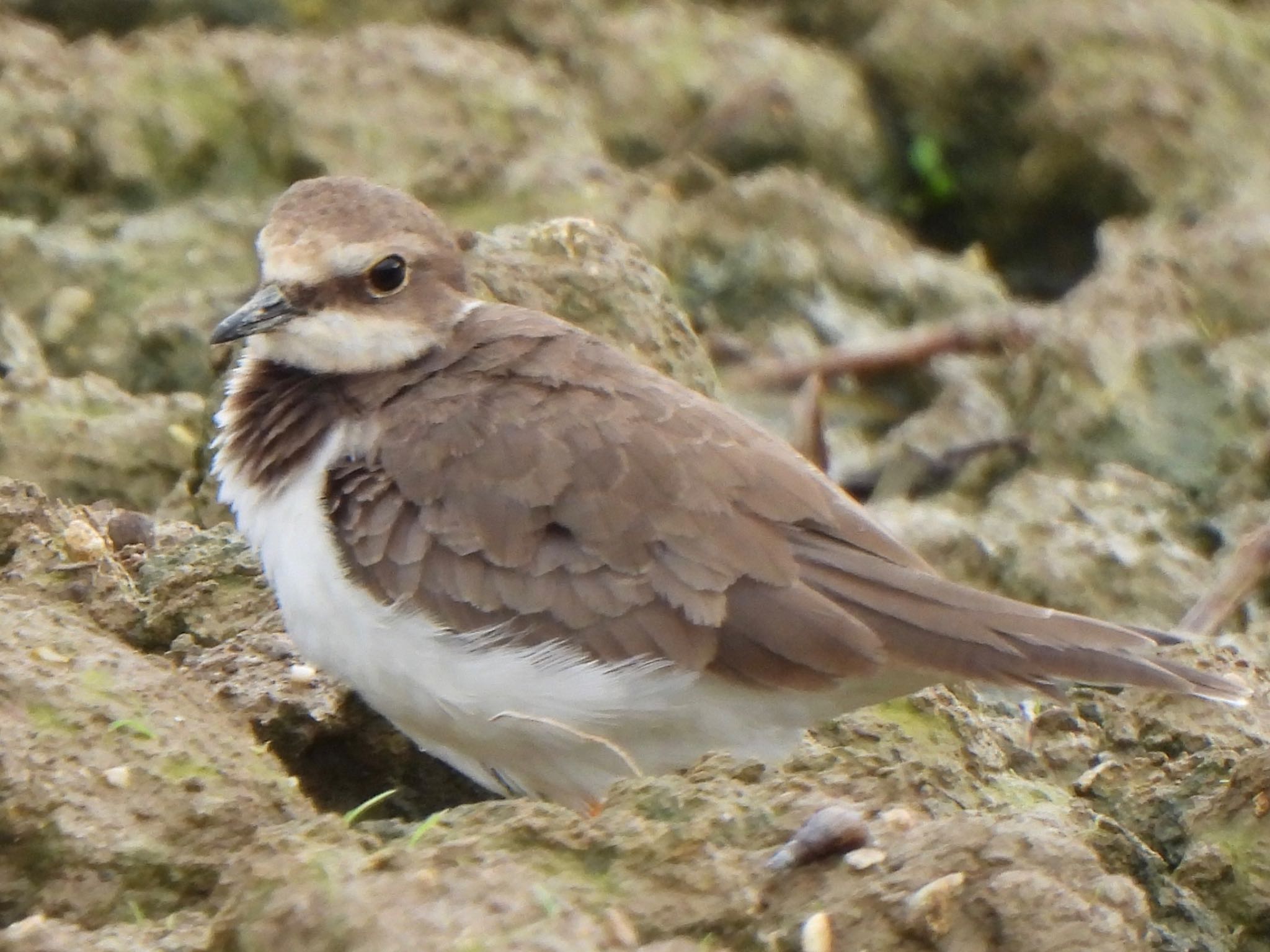 Long-billed Plover