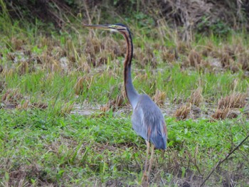 Purple Heron Ishigaki Island Sat, 12/30/2023