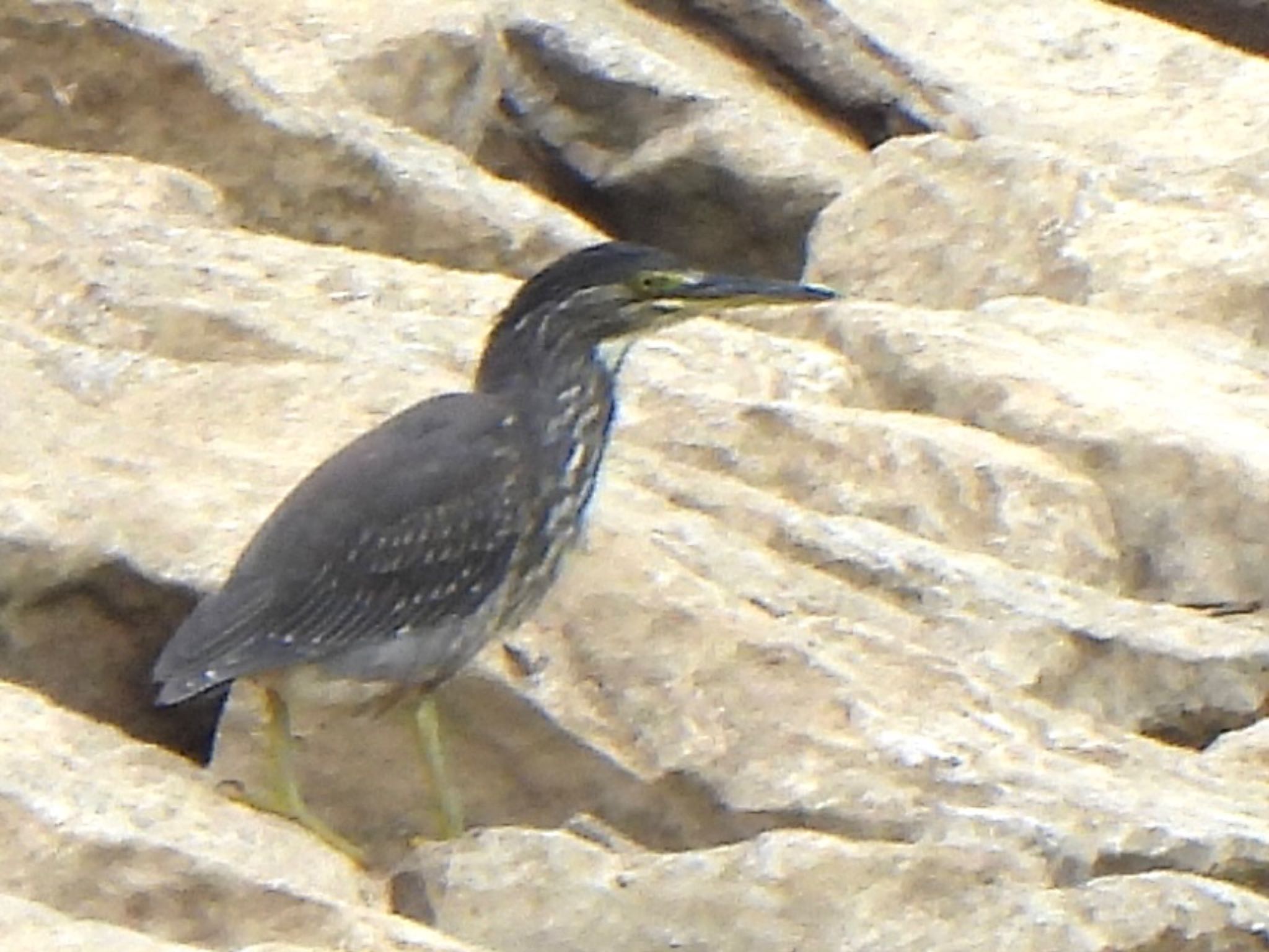 Photo of Striated Heron at Ishigaki Island by ツピ太郎