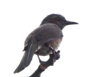 2023年12月30日(土) 石垣島の野鳥観察記録