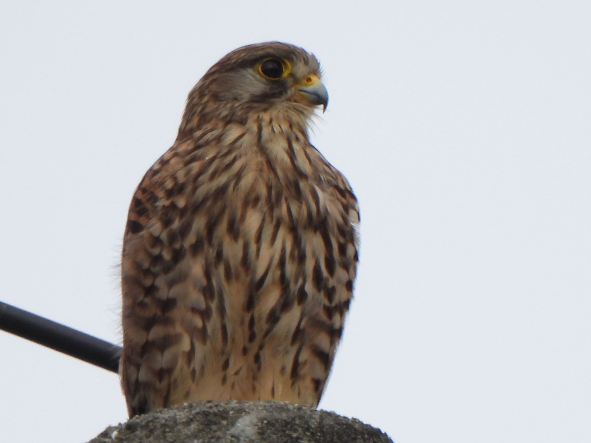 Common Kestrel