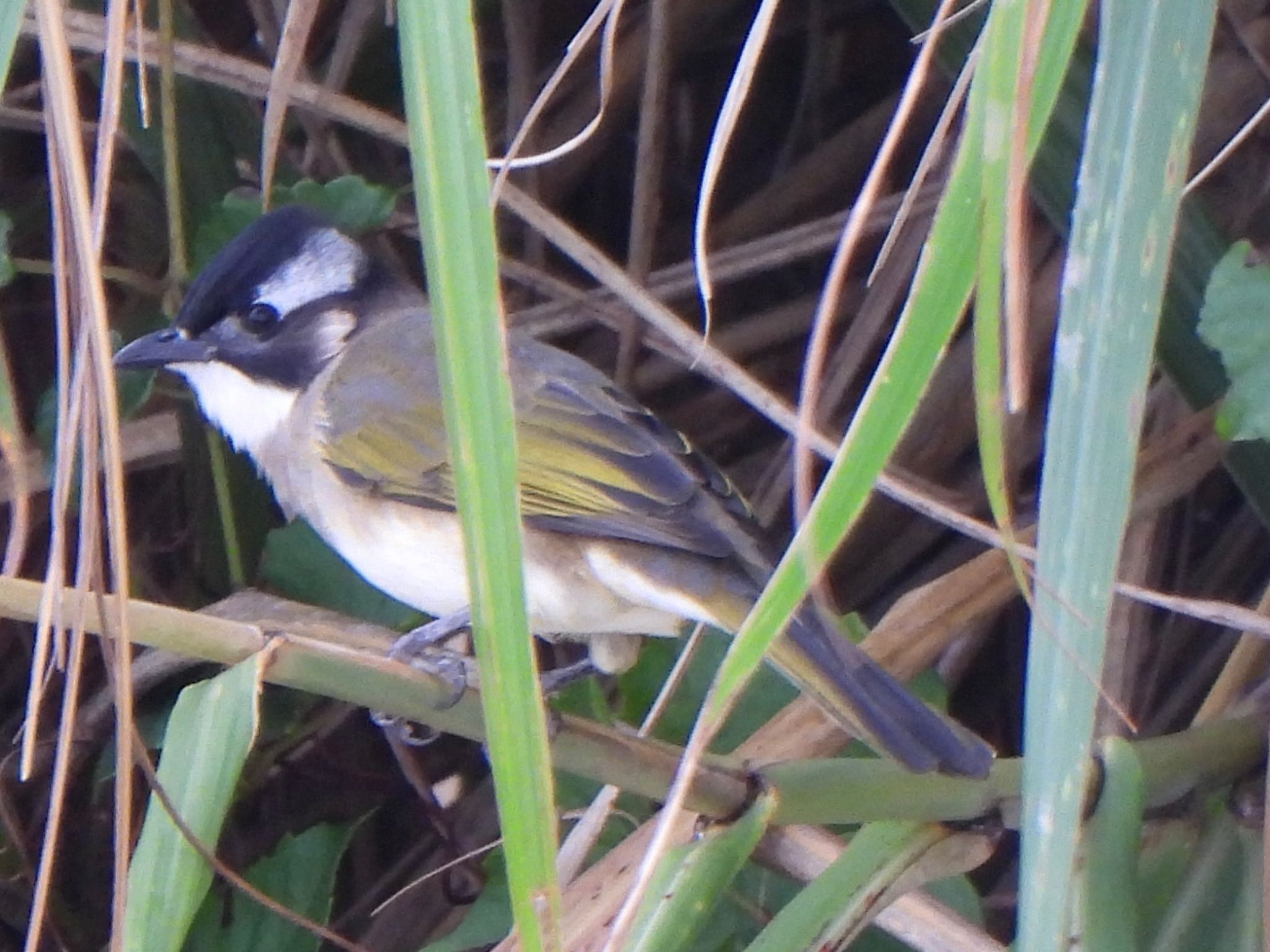 Light-vented Bulbul