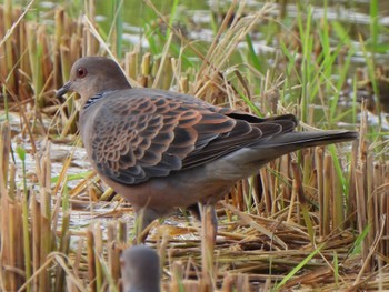 Oriental Turtle Dove(stimpsoni) Ishigaki Island Sat, 12/30/2023