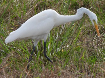 Great Egret(modesta)  Ishigaki Island Sat, 12/30/2023