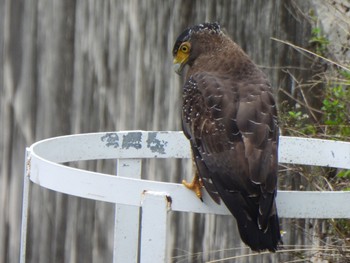 Crested Serpent Eagle Ishigaki Island Sat, 12/30/2023