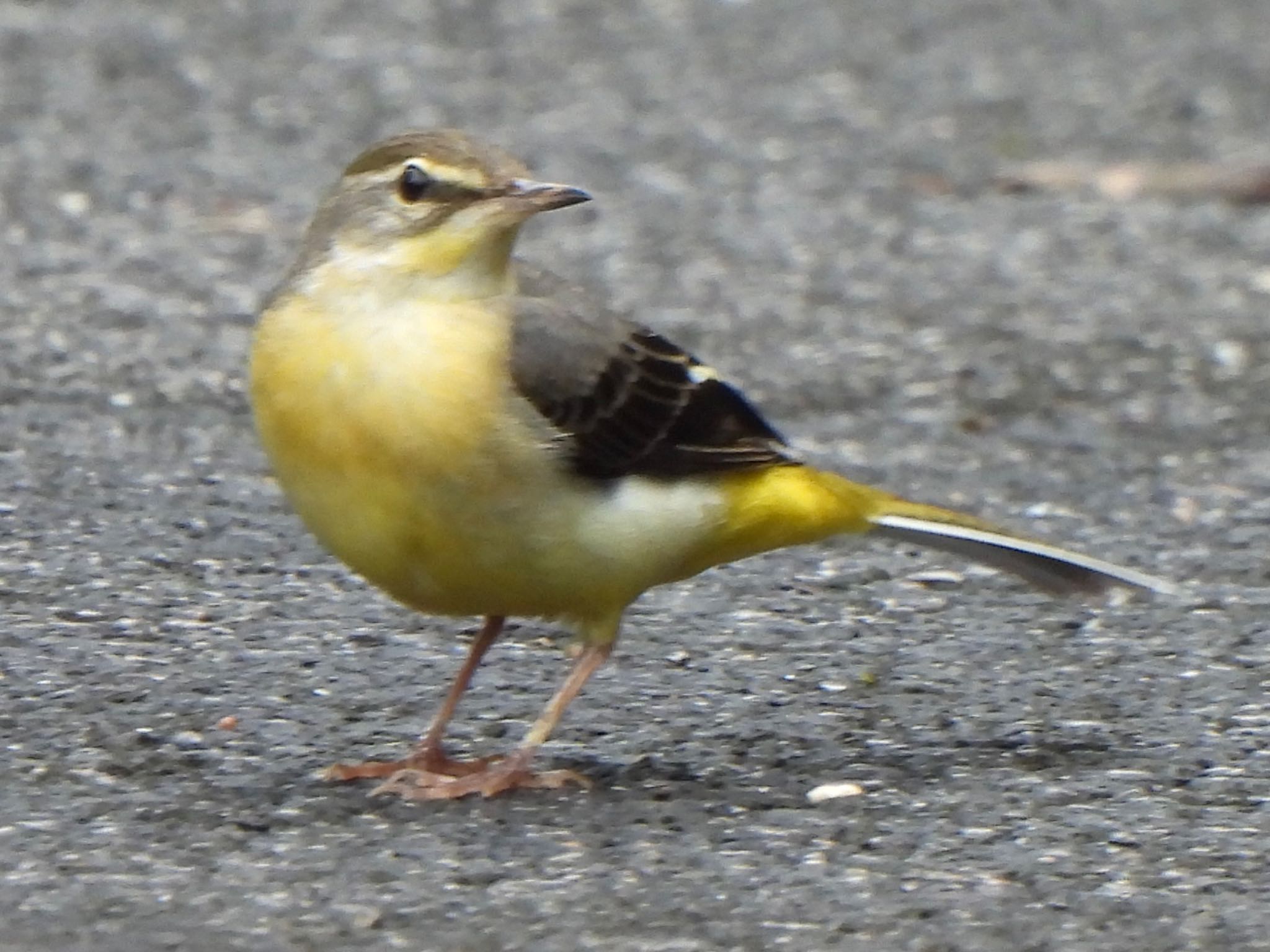 Grey Wagtail