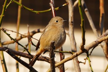 Daurian Redstart 東京都 Mon, 12/25/2023