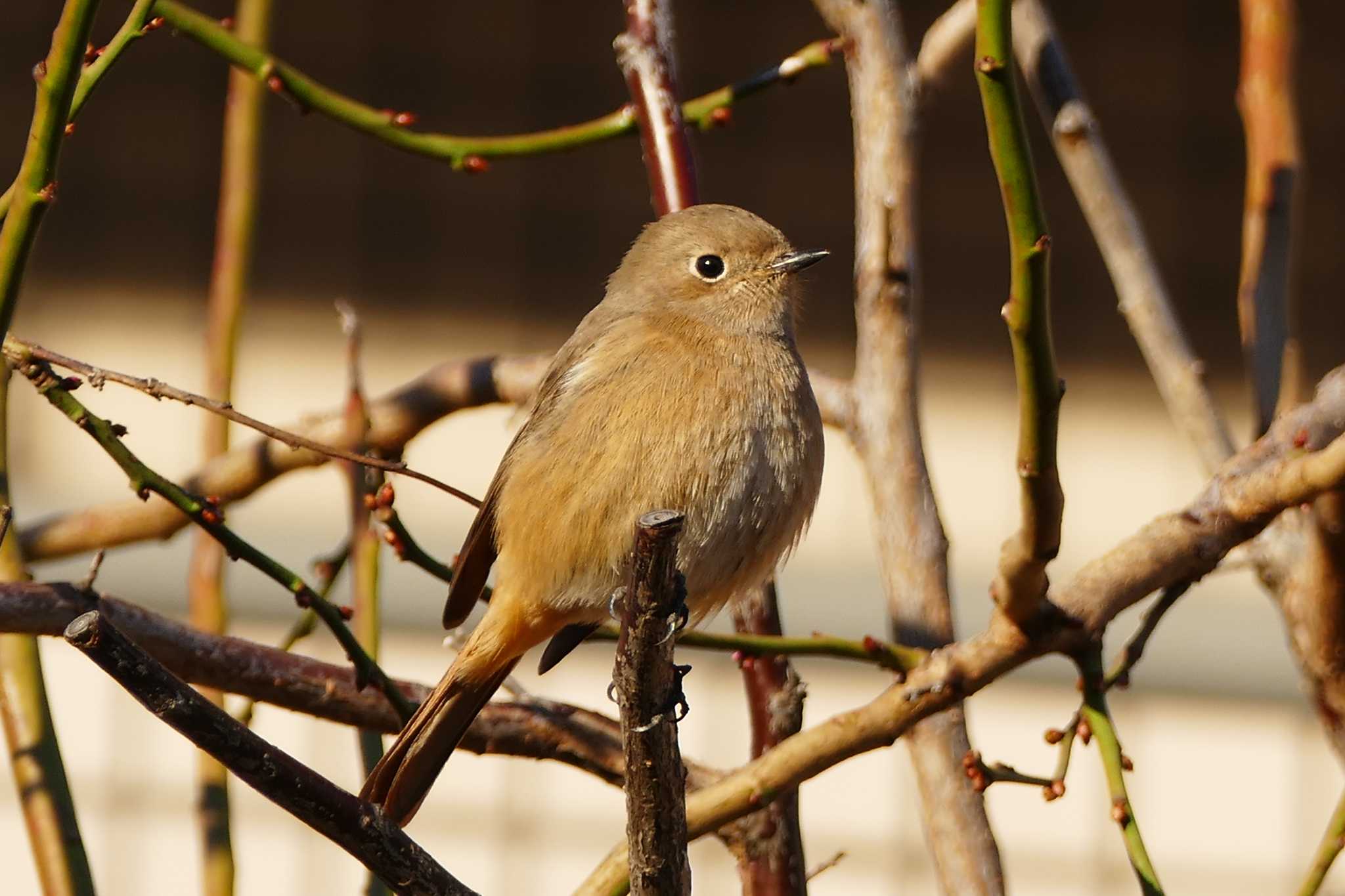 Photo of Daurian Redstart at 東京都 by アカウント5509