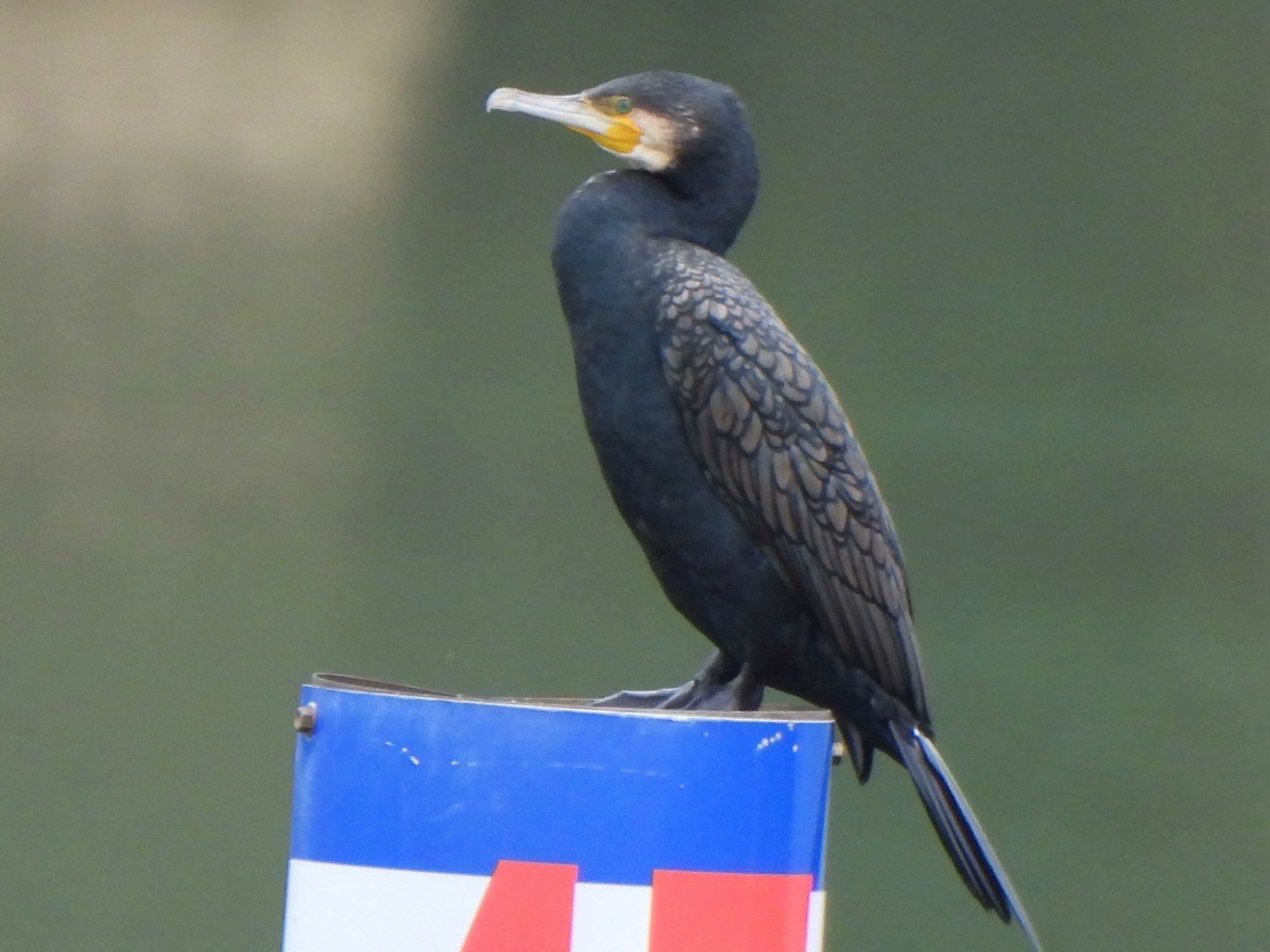 Great Cormorant