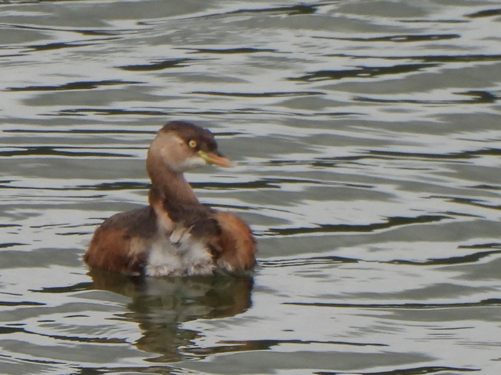 Little Grebe