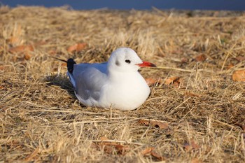 2023年12月31日(日) 水元公園の野鳥観察記録