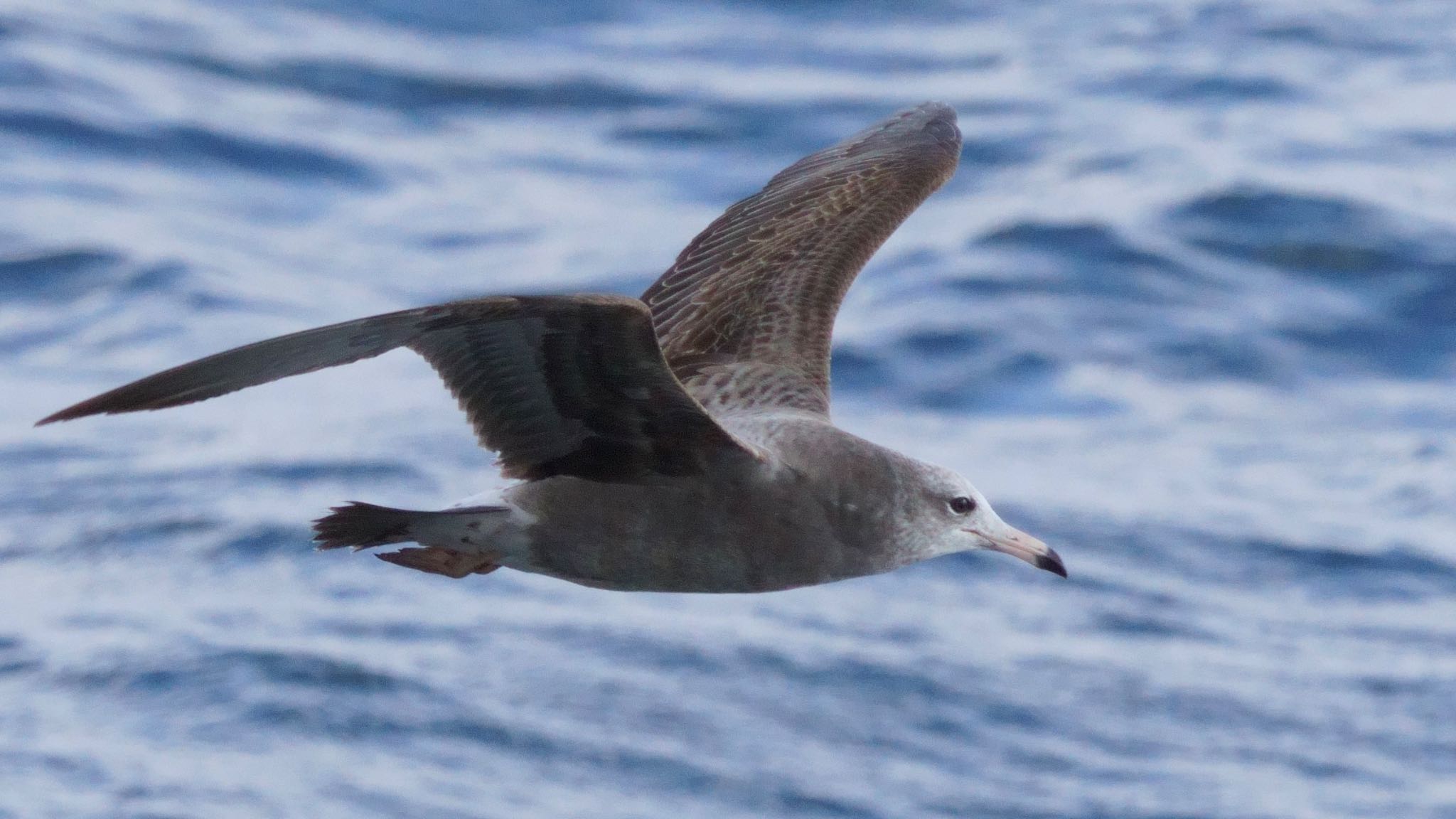 Photo of Vega Gull at 和歌山県 by m_obe