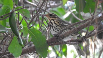 Olive-backed Pipit 公渕森林公園 Sat, 11/11/2023
