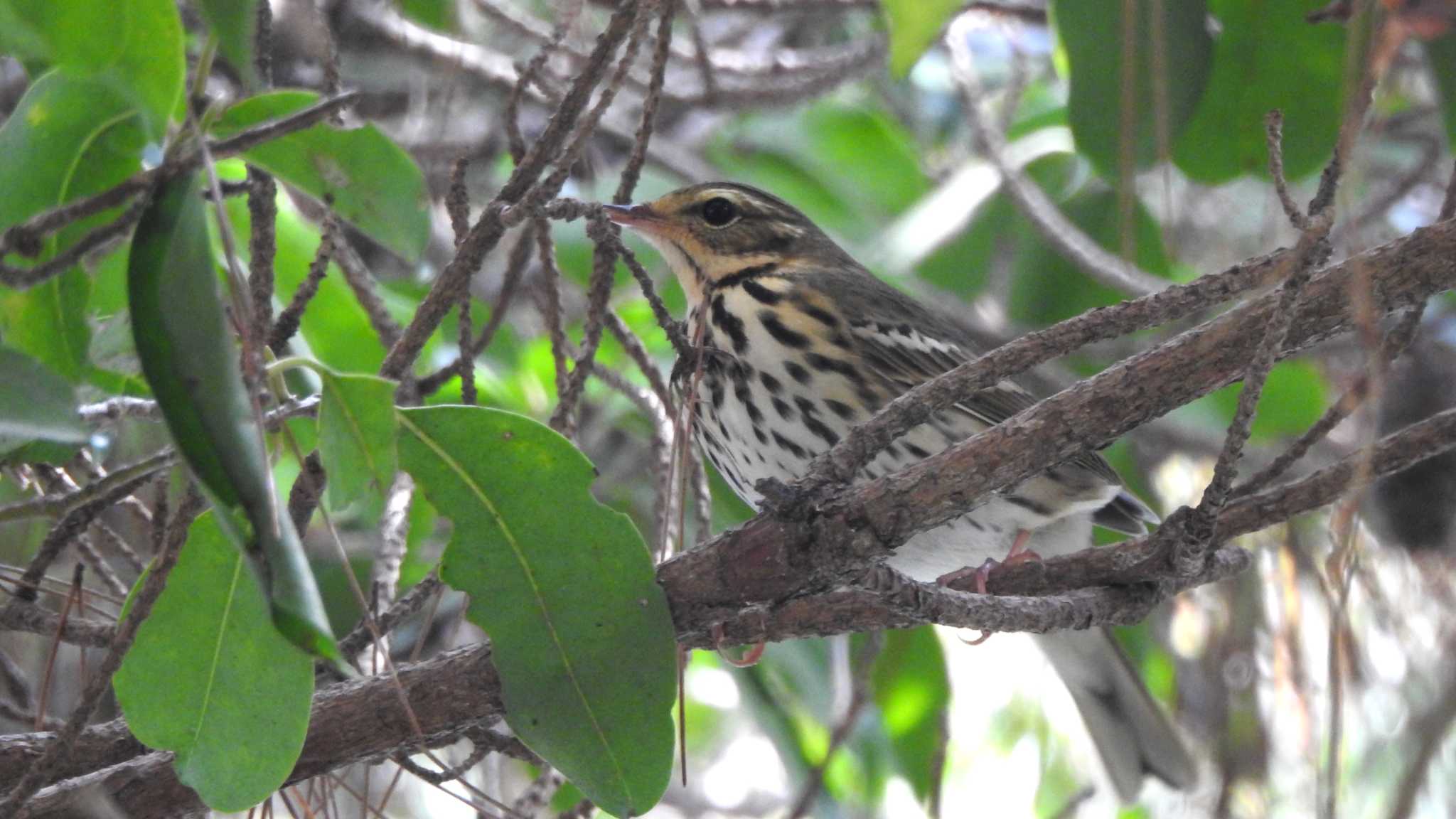 Photo of Olive-backed Pipit at 公渕森林公園 by 緑の風