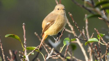 ジョウビタキ 公渕森林公園 2023年11月11日(土)