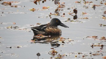 Northern Shoveler 公渕森林公園 Sun, 11/12/2023