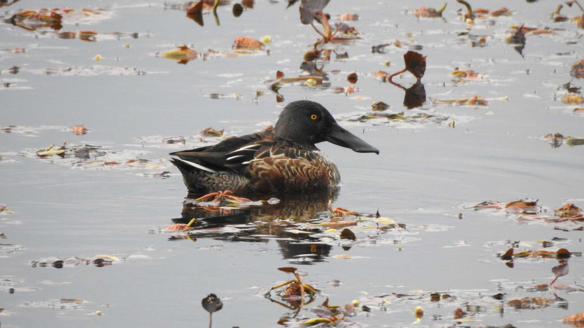 Photo of Northern Shoveler at 公渕森林公園 by 緑の風