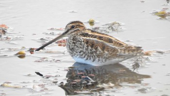 Common Snipe 公渕森林公園 Mon, 11/13/2023