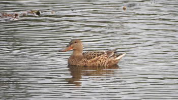 Northern Shoveler 公渕森林公園 Sun, 11/12/2023