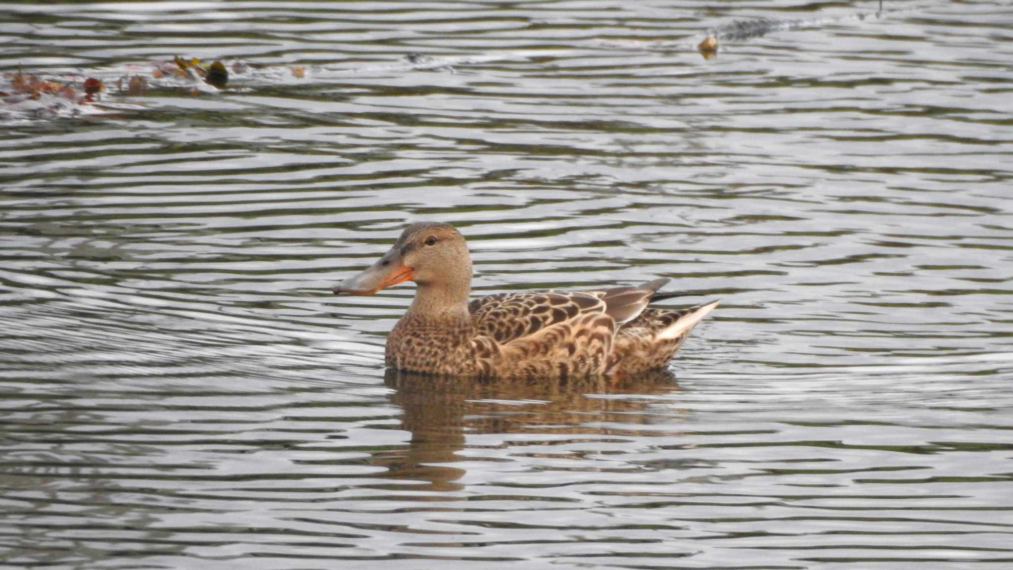 Photo of Northern Shoveler at 公渕森林公園 by 緑の風