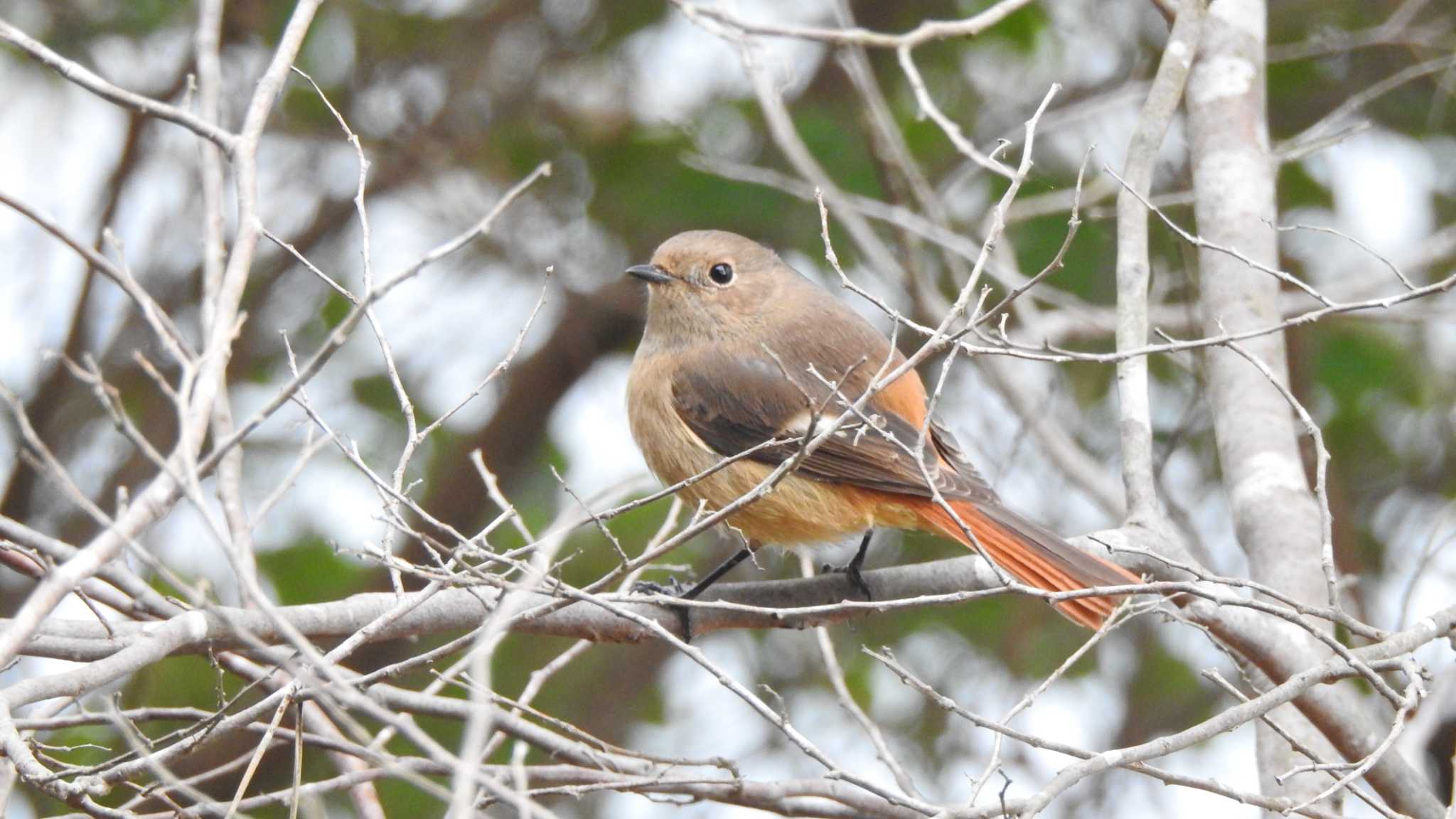 Photo of Daurian Redstart at 公渕森林公園 by 緑の風