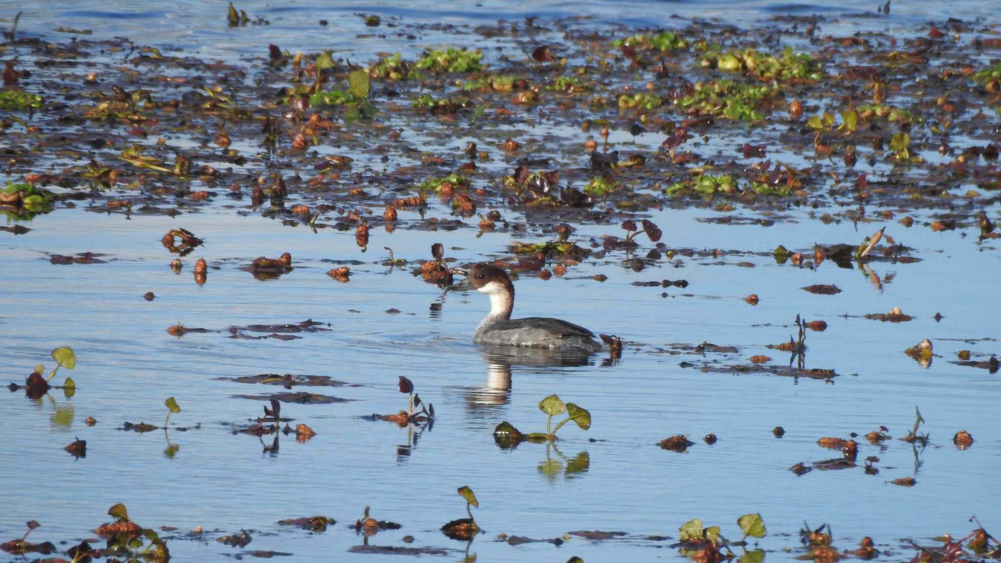 Photo of Smew at 公渕森林公園 by 緑の風