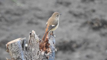 Daurian Redstart 公渕森林公園 Mon, 11/13/2023