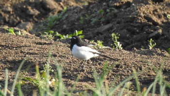 Japanese Wagtail 公渕森林公園 Mon, 11/13/2023